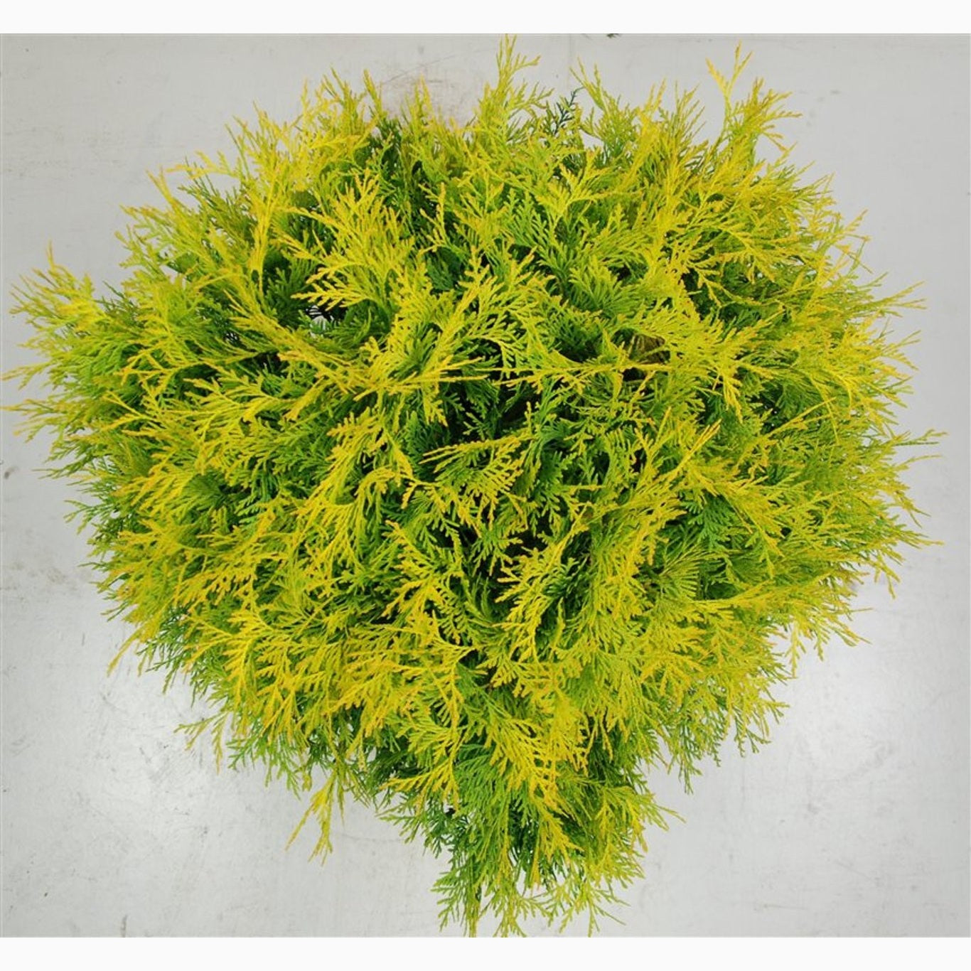 Thuja – Thuja occidentalis 'Golden Globe' - C12 50-60 CM