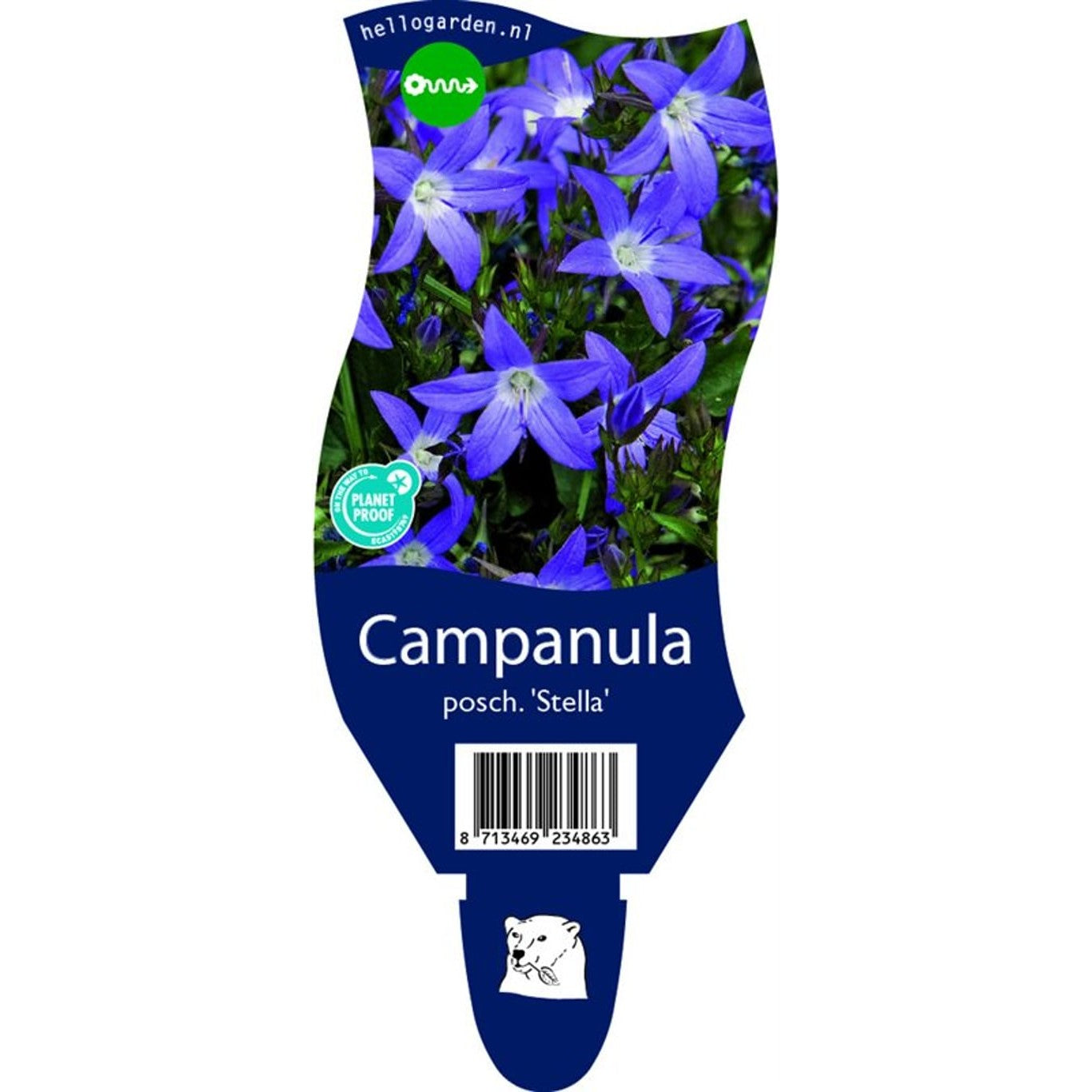 Stjärnklocka – Campanula poscharskyana 'Stella' - P11