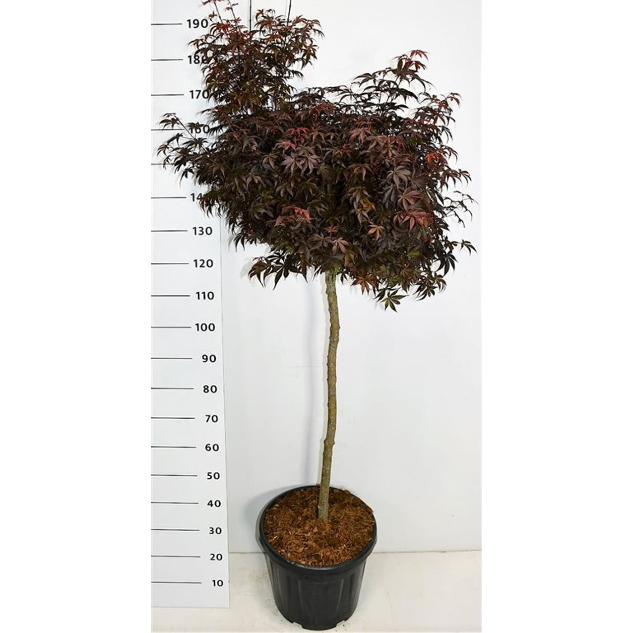 Japansk lönn – Acer palmatum 'Skeeter's Broom' - C30 100 cm. Stam