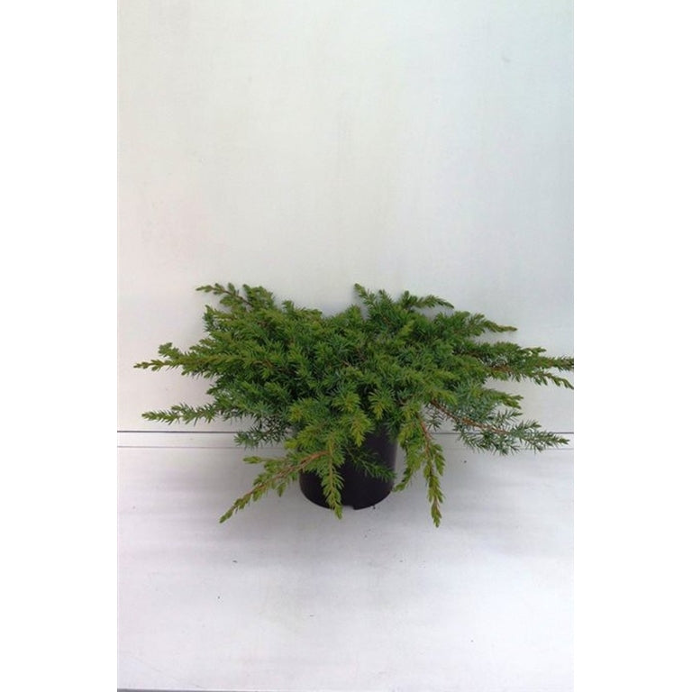 Kryp-en – Juniperus conferta 'Schlager' - C3 30-40 CM