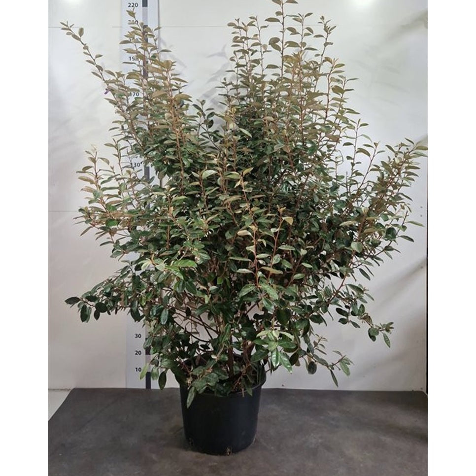 Silverbuske – Elaeagnus ebbingei - C35 150-175 CM