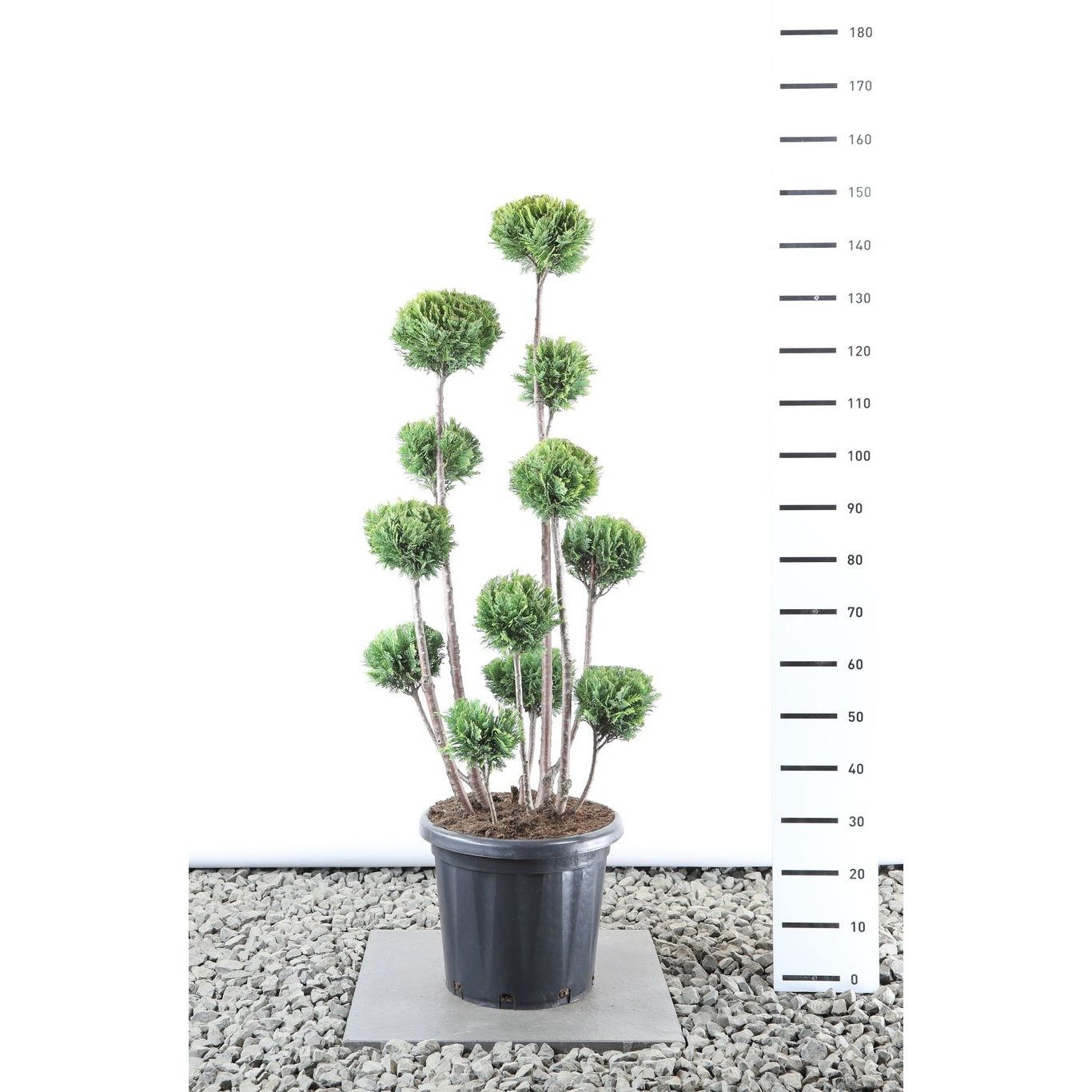 Ädelcypress – Chamaecyparis lawsoniana 'Ellw. Gold' - 100-125 CM PonPon EXTRA in Cont.