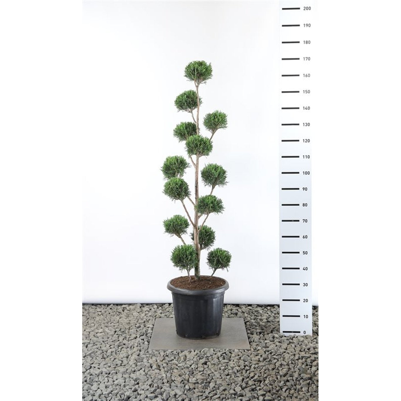 Leylandcypress – Cupressocyparis leylandii 'Tweeduizendéén' - 125-150 CM PonPon Cont.