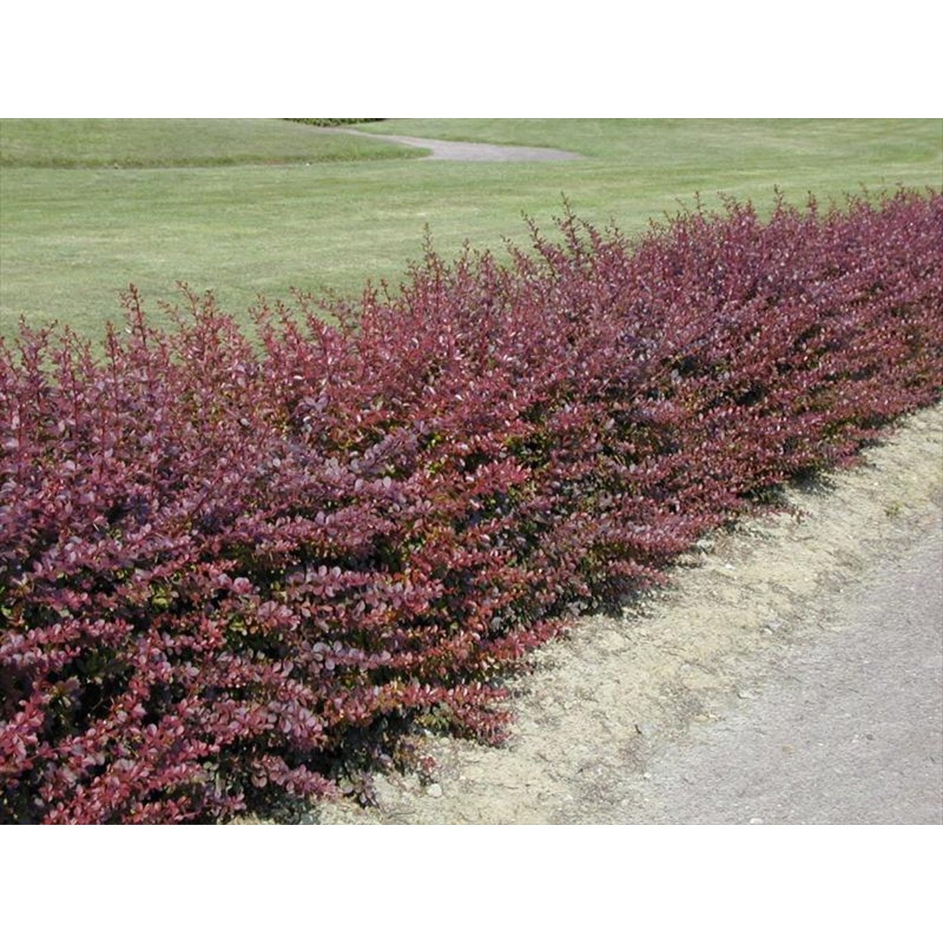 Berberis – Berberis thunb. 'Atropurpurea' - 40-60 CM bare root 1/2 3-5 branche