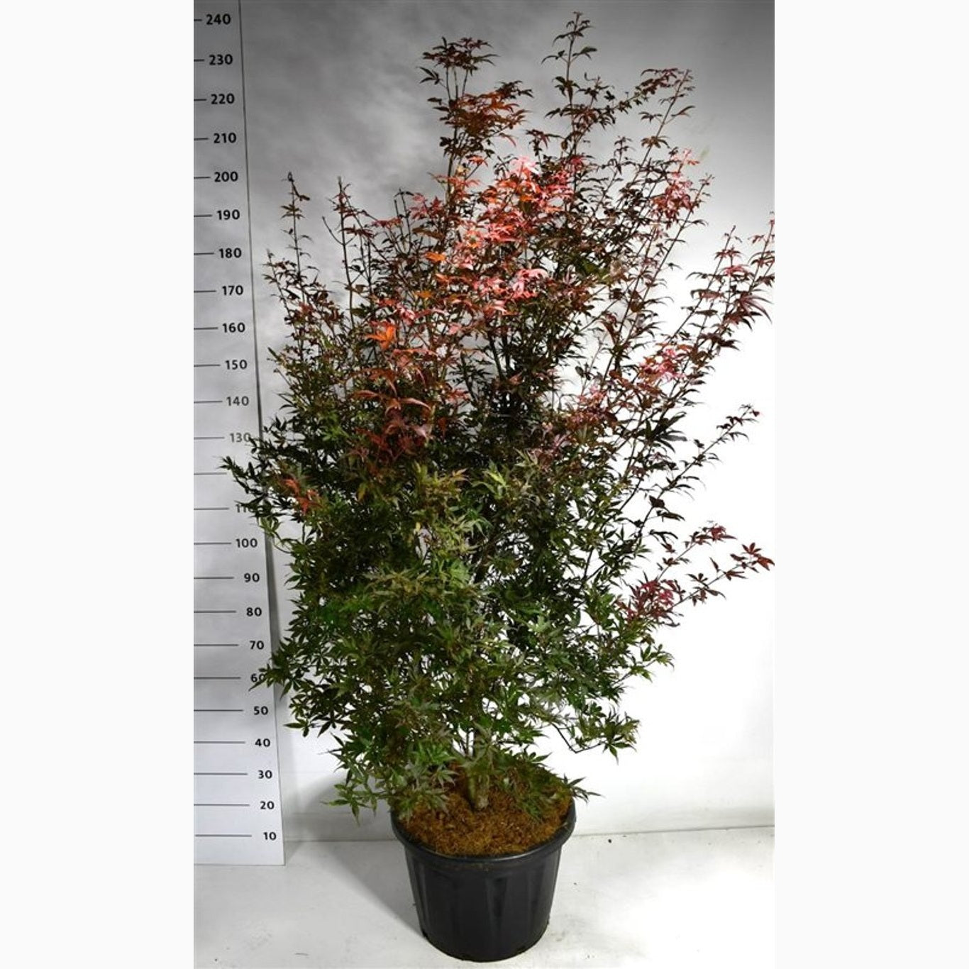 Japansk lönn – Acer pal. 'Skeeter's Broom' - C45 200-250 CM