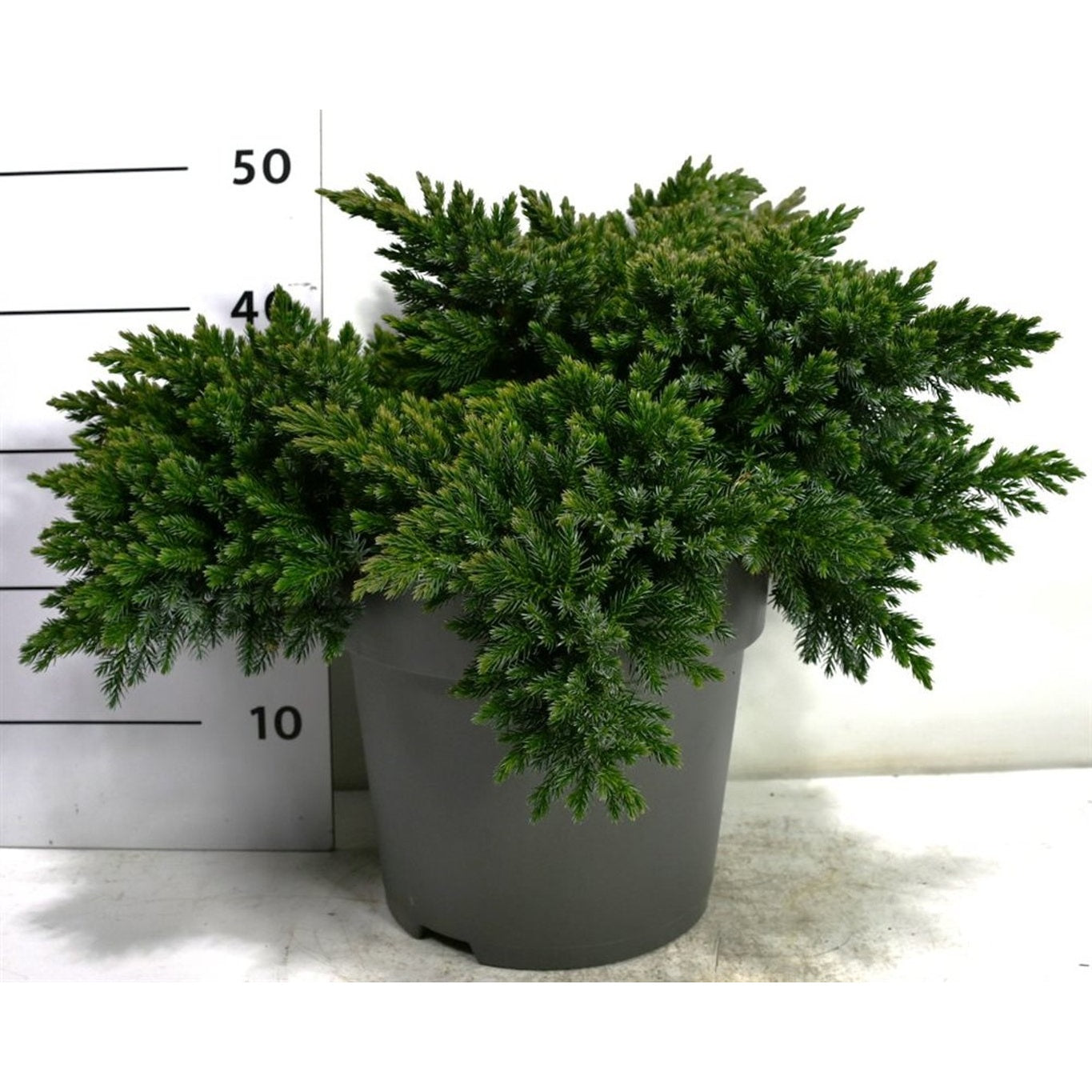 Himalaya-en – Juniperus squamata 'Blue Star' - C12 40-50 cm.