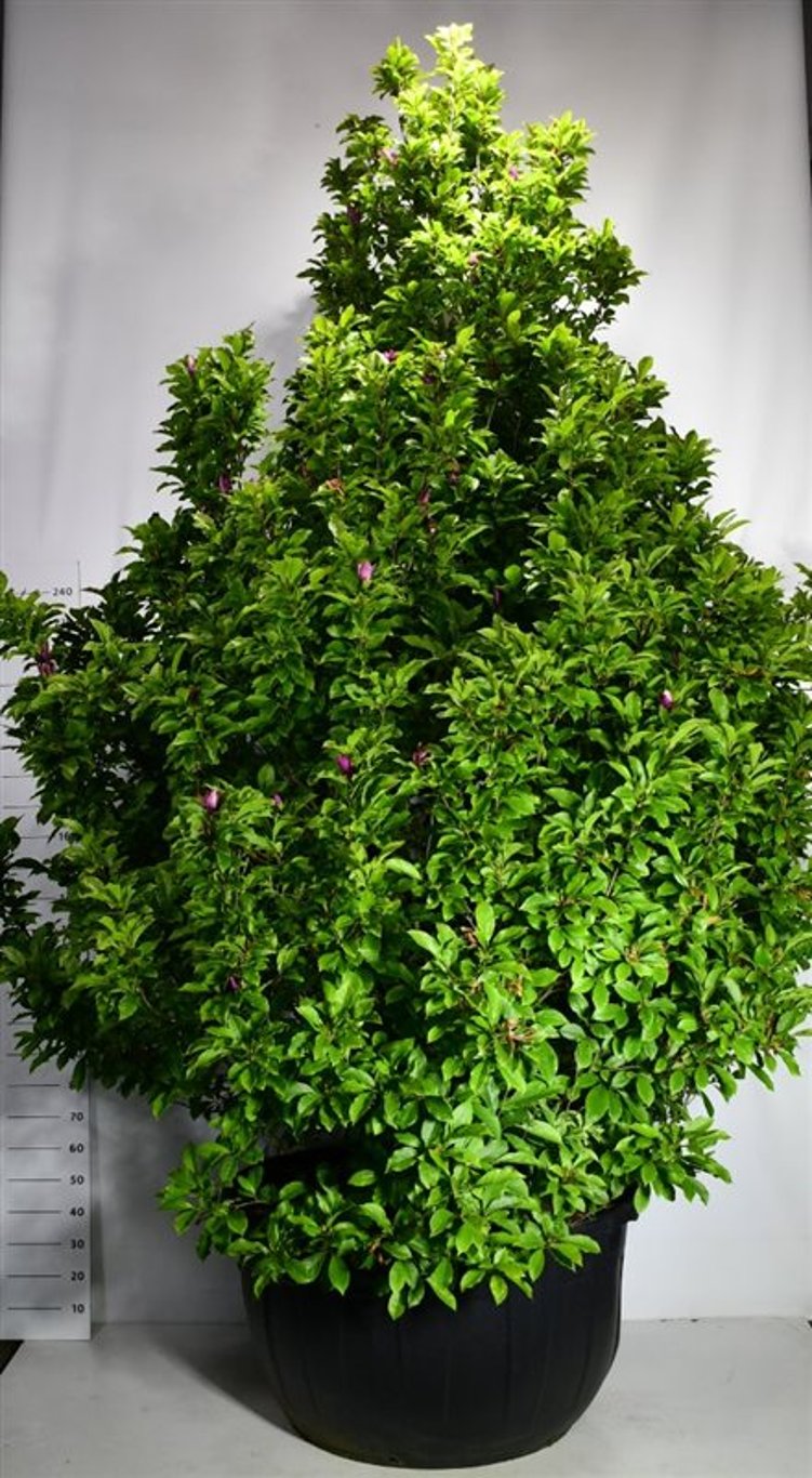 Magnolia – Magnolia 'Susan' - C500 350-400 cm. Sol