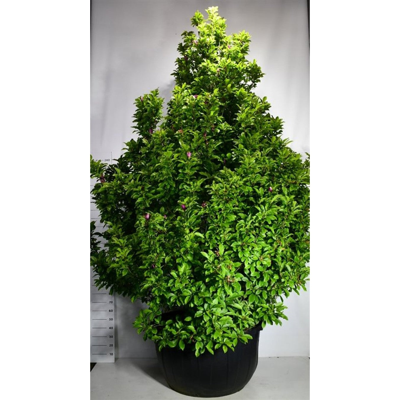 Magnolia – Magnolia &