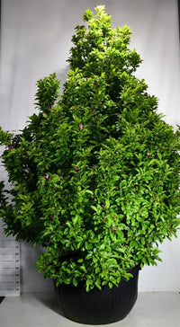 Magnolia – Magnolia 'Susan' - C500 350-400 cm. Sol