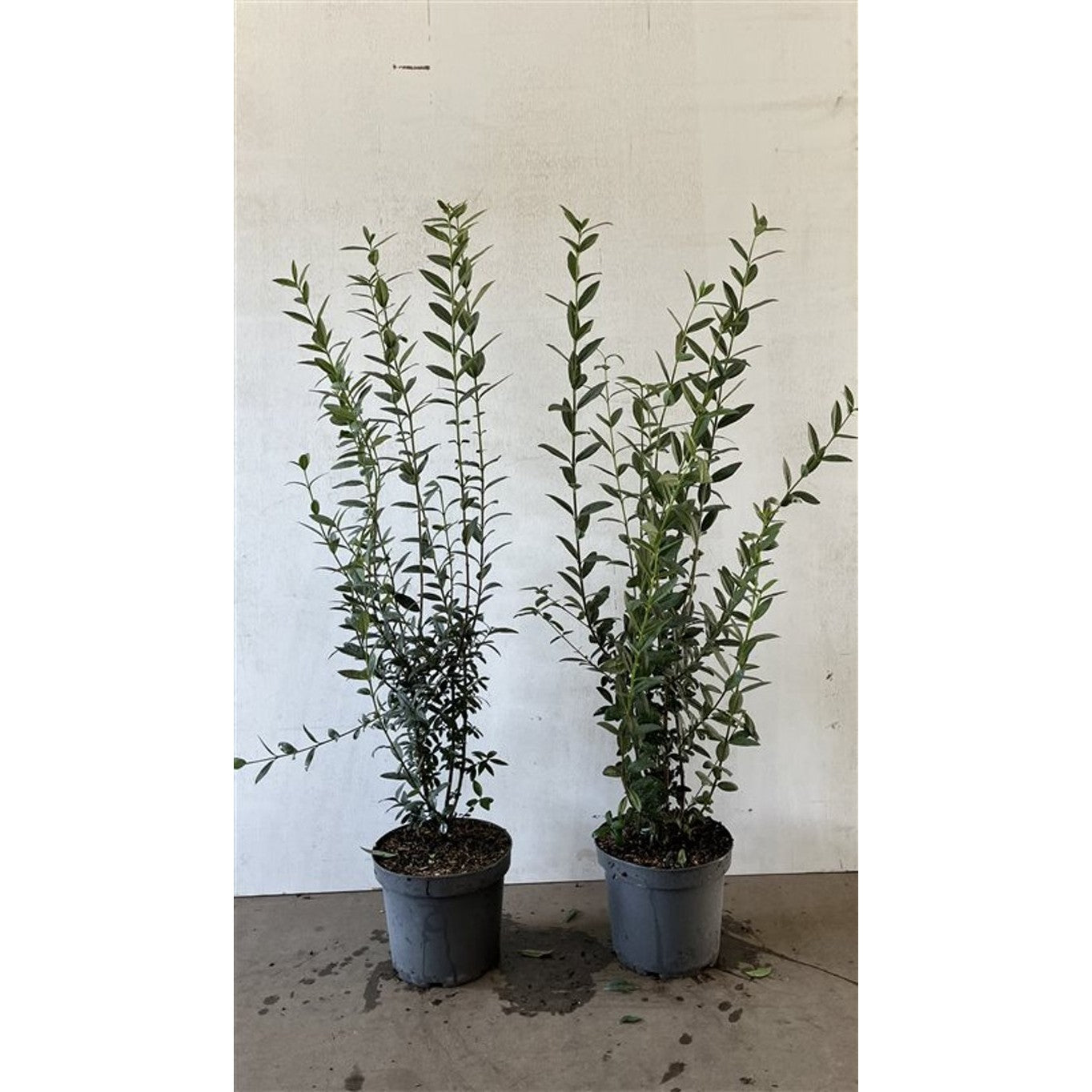 Liguster – Ligustrum vulgare 'Atrovirens' - C7,5 100-125 CM