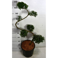 Pfitzer-en – Juniperus pfitzeriana 'Mint Julep' - C20 80 cm. S Vorm