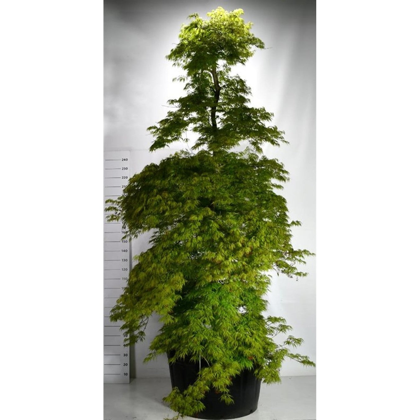 Japansk lönn – Acer palmatum 'Dissectum' - C280 300-325 cm.