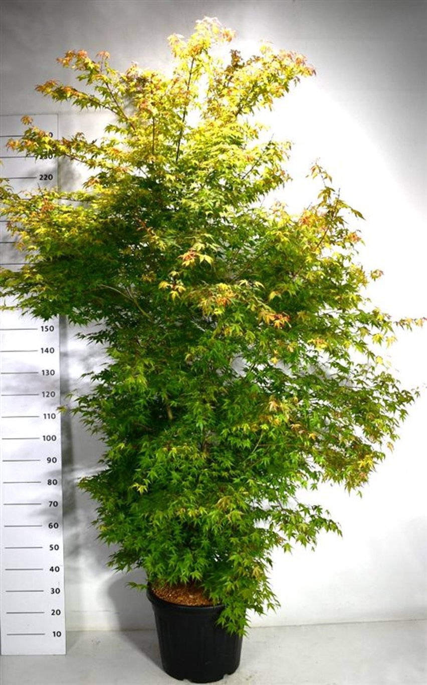 Japansk lönn – Acer palmatum 'Katsura' - C45 200-225 cm.