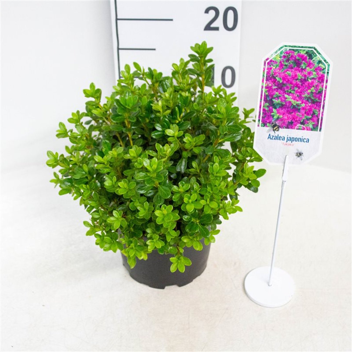 Rhododendron – Rhododendron (AJ); 'Takako' - C2 20-25 CM