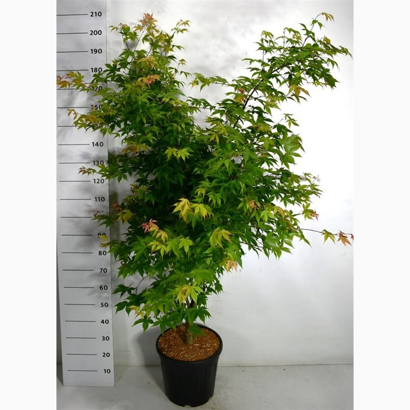 Japansk lönn – Acer pal. 'Osakazuki' - C25 150-175 CM