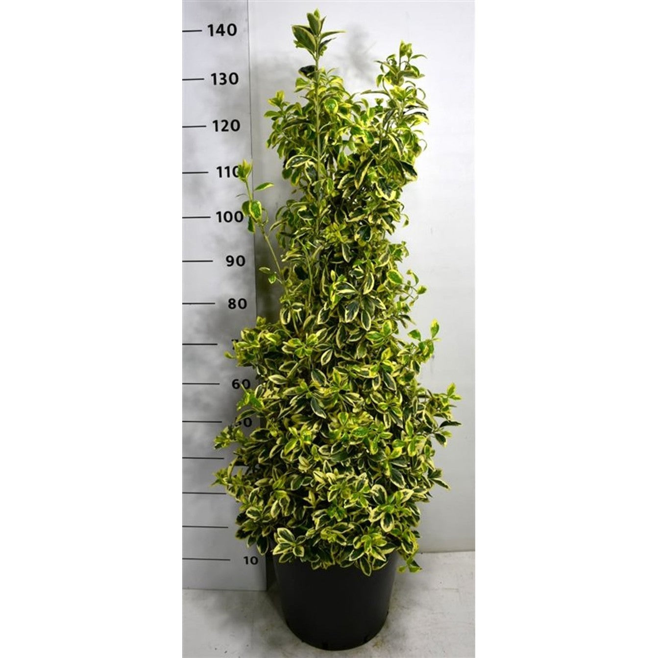 Japansk benved – Euonymus japonicus 'Bravo' - C25 80-100 cm.