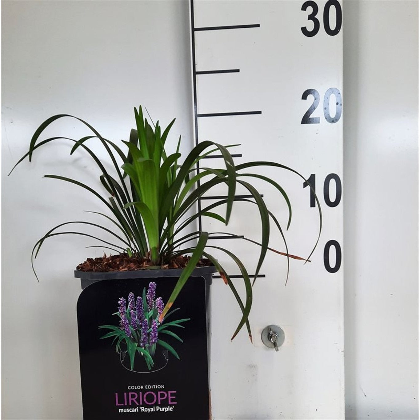 Liriop – Liriope muscari 'Royal Purple' - C2 25-30 CM