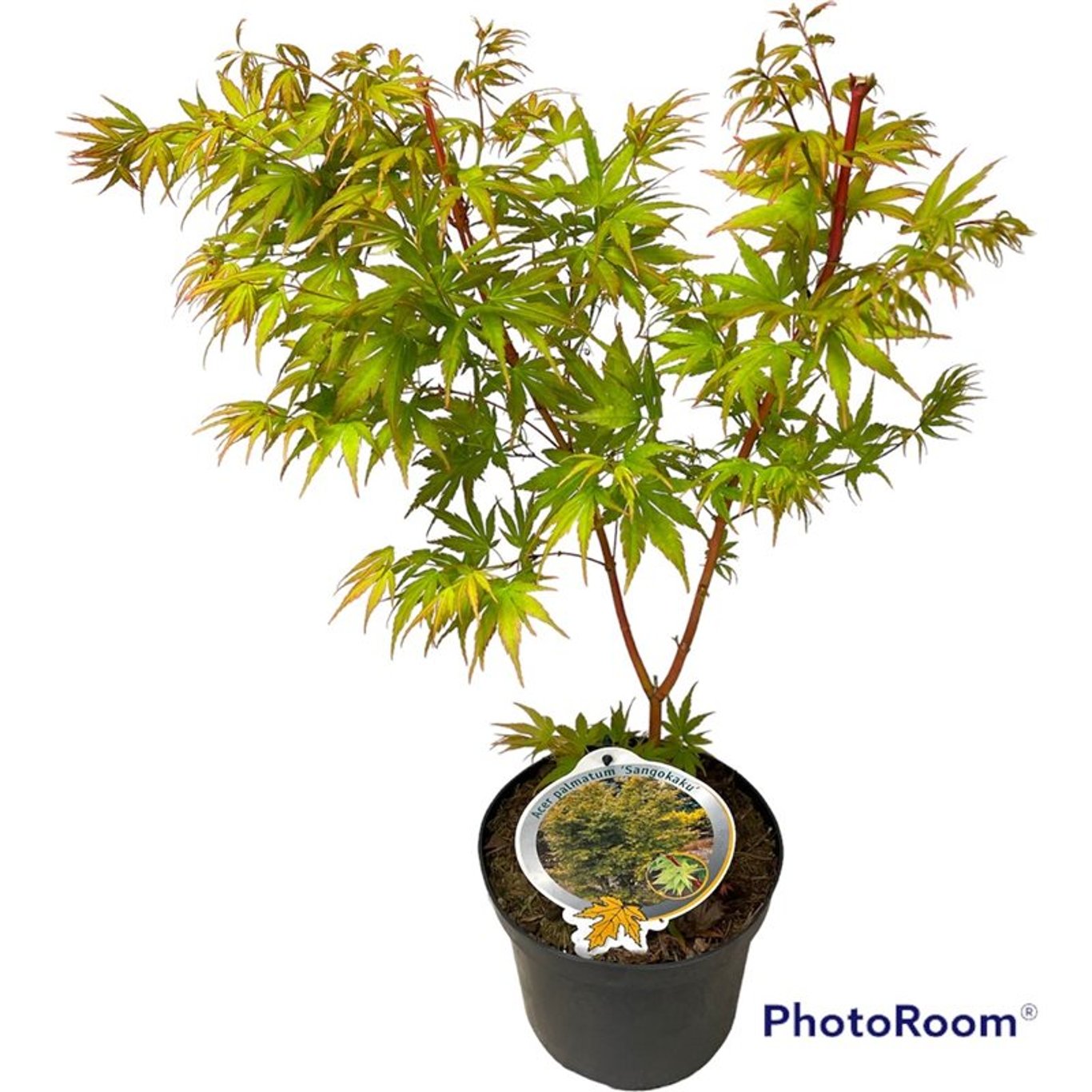 Japansk lönn – Acer pal. 'Sangokaku' - C3 40-50 CM