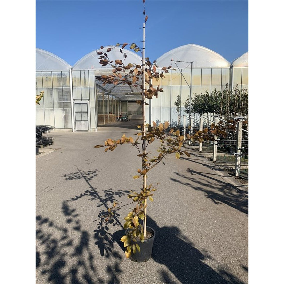 Blodbok – Fagus sylvatica &