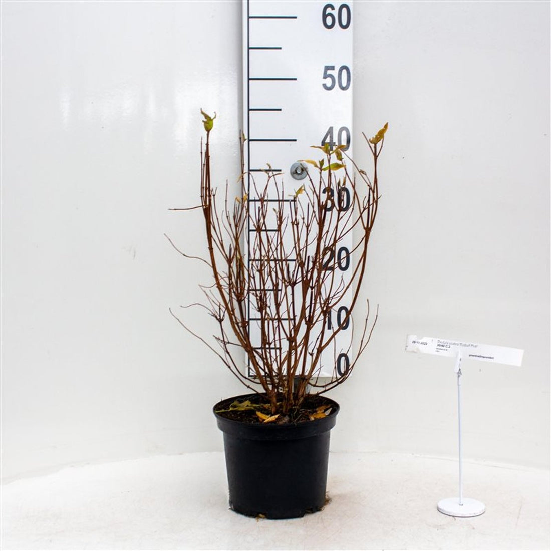 Slånspirea – Deutzia scabra &