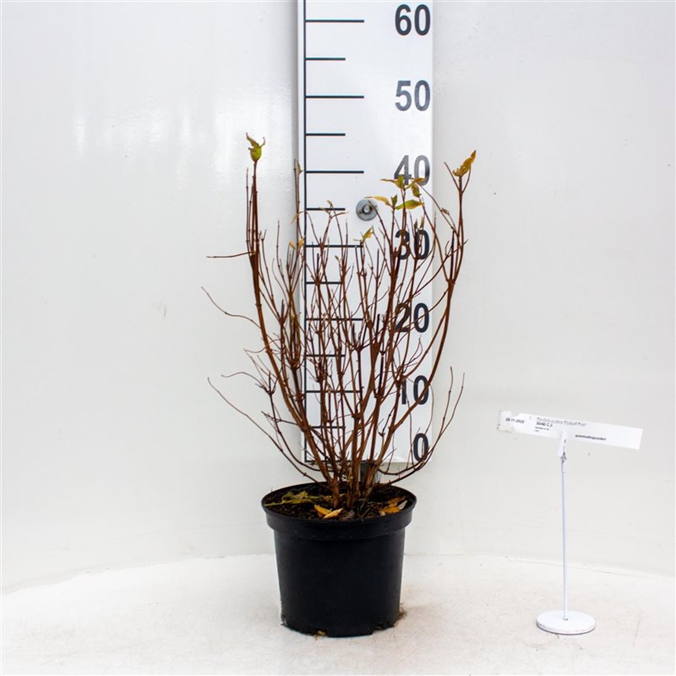 Slånspirea – Deutzia scabra 'Codsall Pink' - C3 30-40 CM