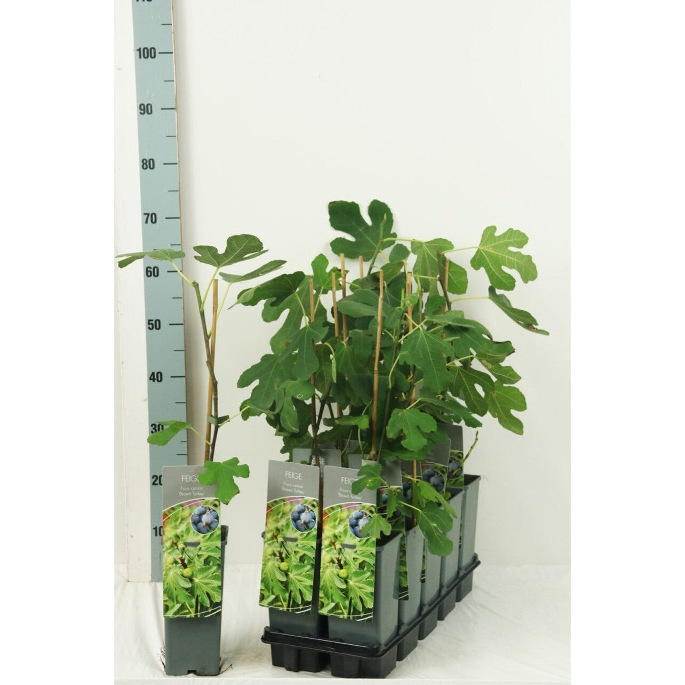 Fikon – Ficus carica 'Brown Turkey' - C2 30-40 CM