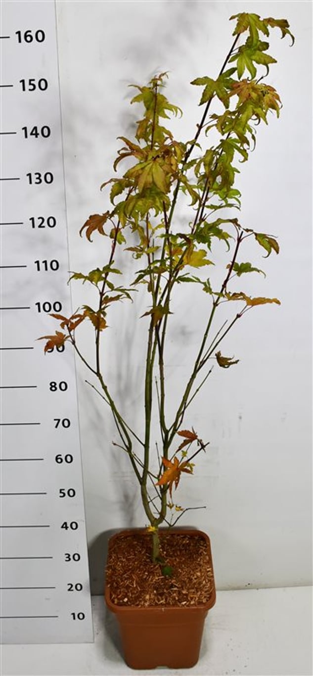 Japansk lönn – Acer palmatum &