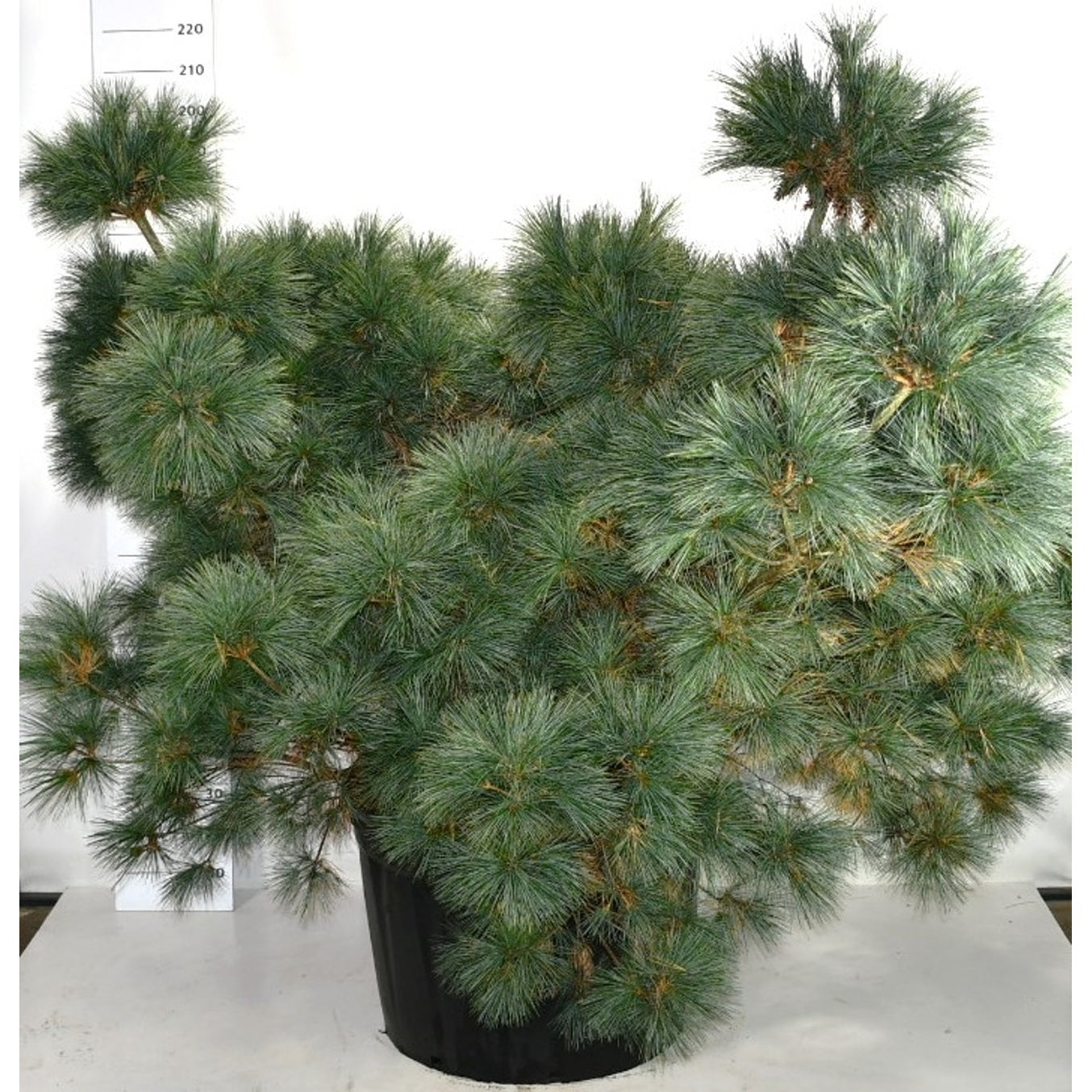 Västra vit­tall – Pinus strobus 'Macopin' - C280 225-250 cm.