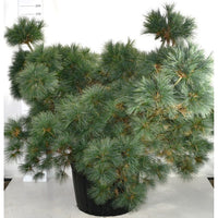 Västra vit­tall – Pinus strobus 'Macopin' - C280 225-250 cm.