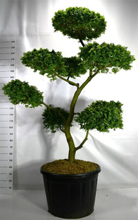 Alm – Ulmus 'Jaqueline Hillier' - C180 180-200 cm. Bonsai