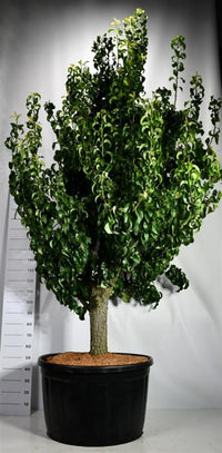 Päron – Pyrus communis 'Conference' - C280 Oudestam