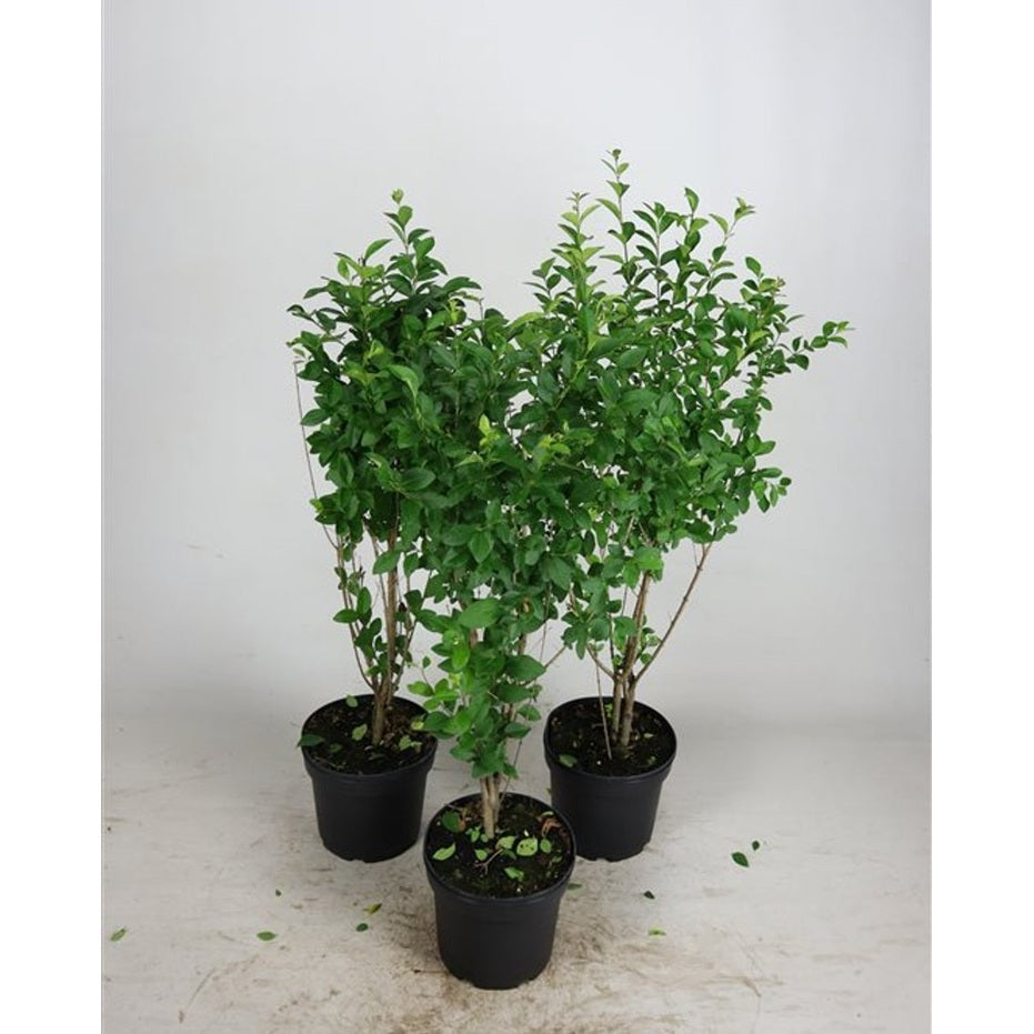 Liguster – Ligustrum ovalifolium - C5 60-80 CM
