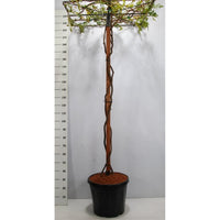 Japansk blåregn – Wisteria brachybotrys 'Yokohama fuji' - C45 200 cm. Dakvorm