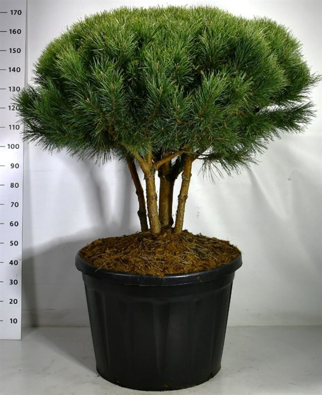Tall – Pinus sylvestris 'Watereri' - C180 80-100 cm. Parasol