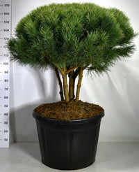 Tall – Pinus sylvestris 'Watereri' - C180 80-100 cm. Parasol