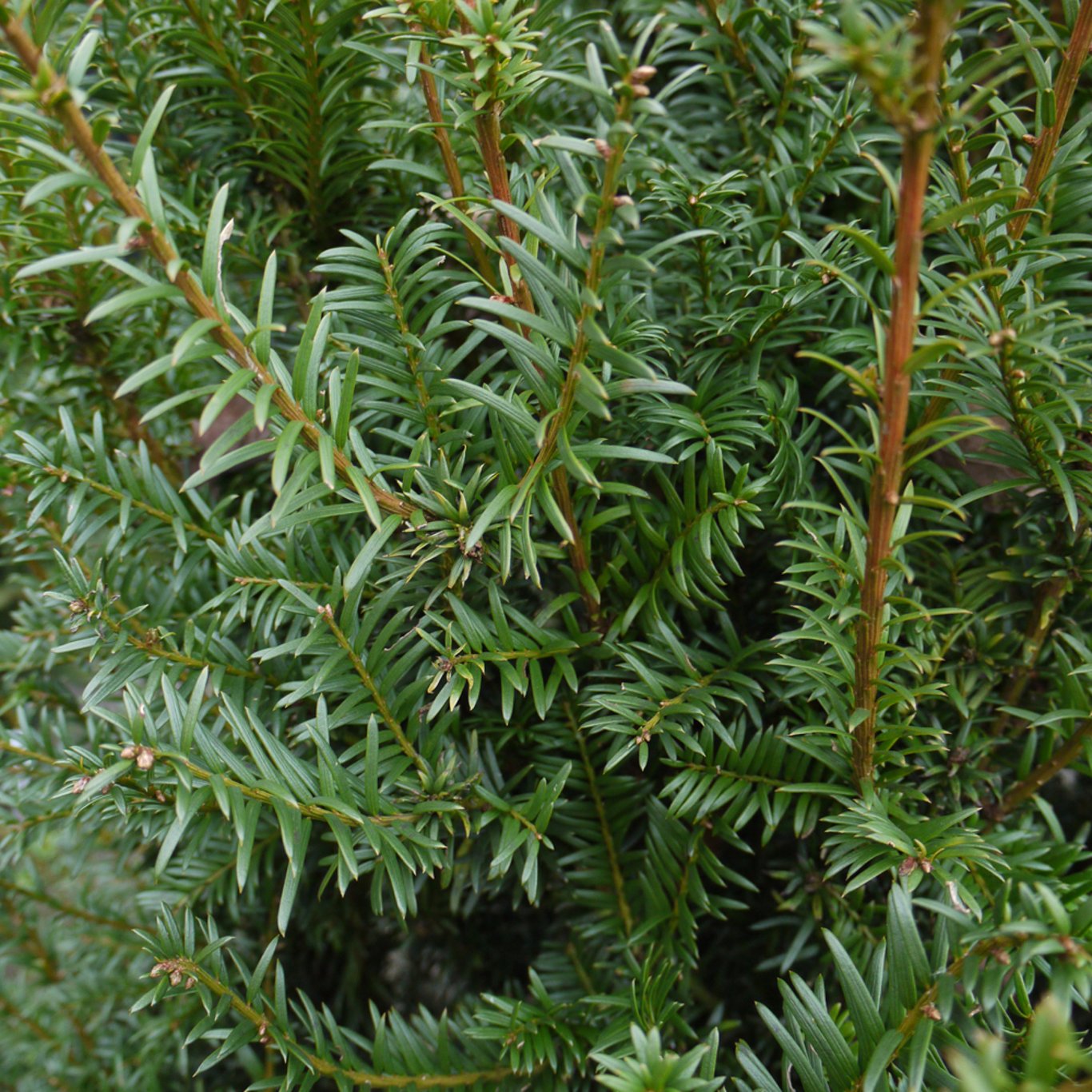 Idegran – Taxus baccata - 25-40 CM bare root 1/2