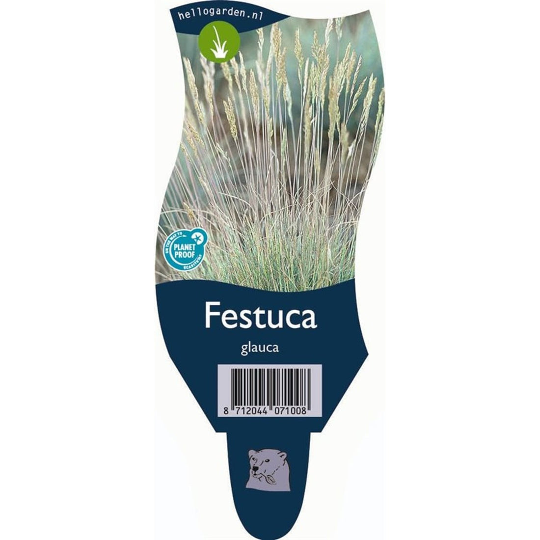 Blåsvingel – Festuca glauca - P11