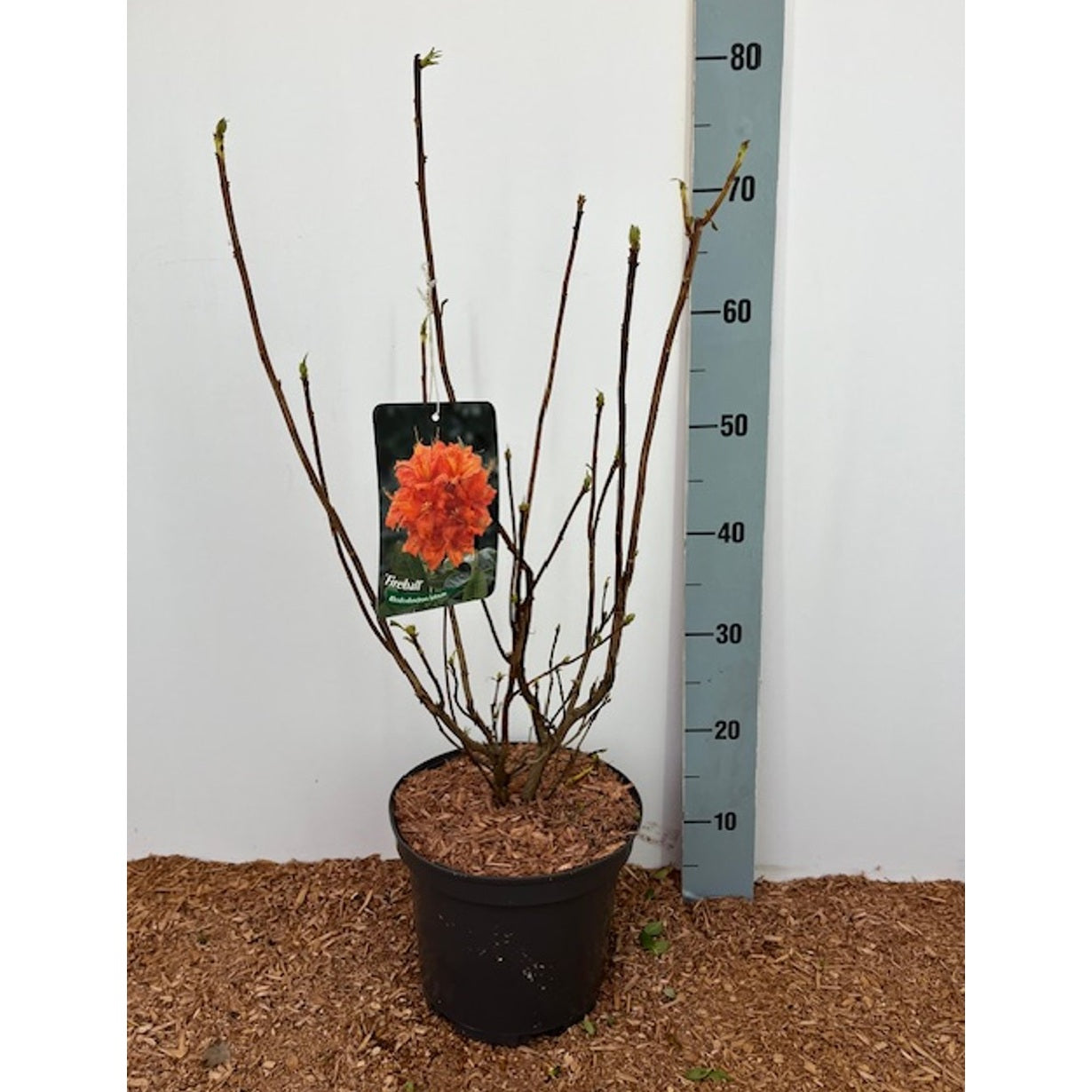 Rhododendron – Rhododendron (AK); 'Fireball' - C5 40-50 CM