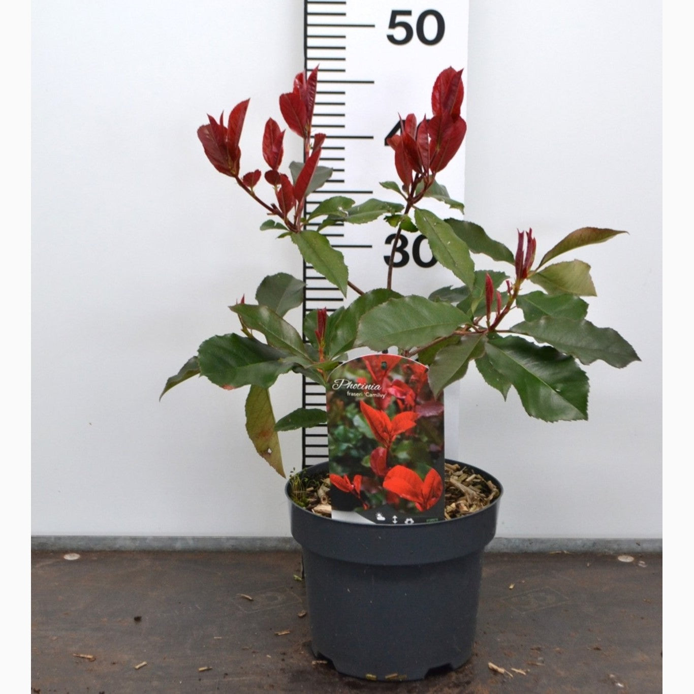Fotinia – Photinia fraseri 'Camilvy' - C3 20-40 CM