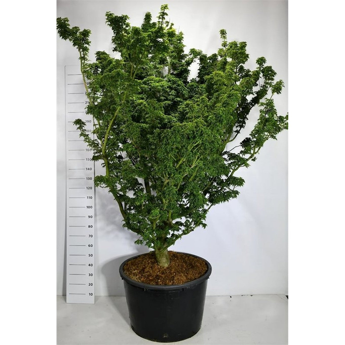 Japansk lönn – Acer palmatum 'Shishigashira' - C230 200-225 cm. Sol