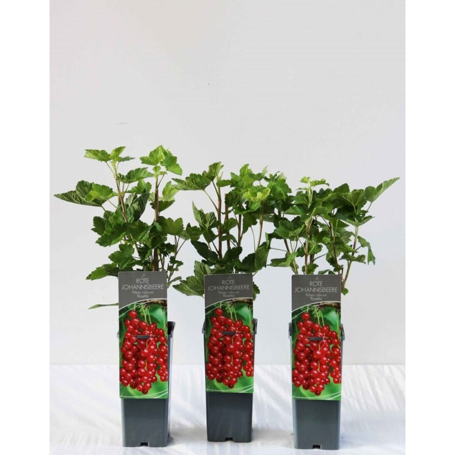 Röda vinbär – Ribes rubrum 'Rolan' - C3 40-60 CM