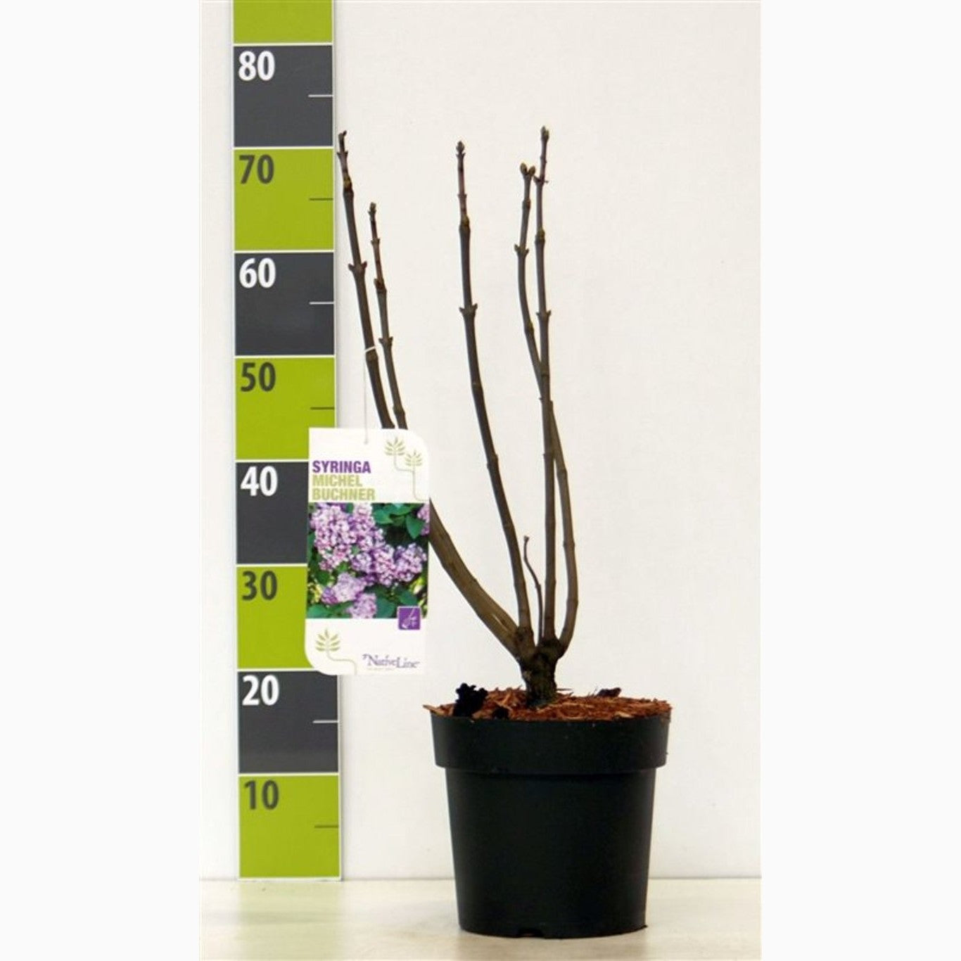 Syren (V); – Syringa vulgaris 'Michel Buchner' - C4,6 50-60 CM