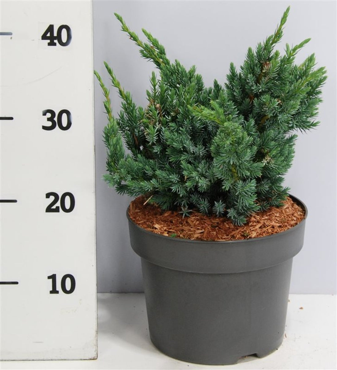 Himalaya-en – Juniperus squamata &