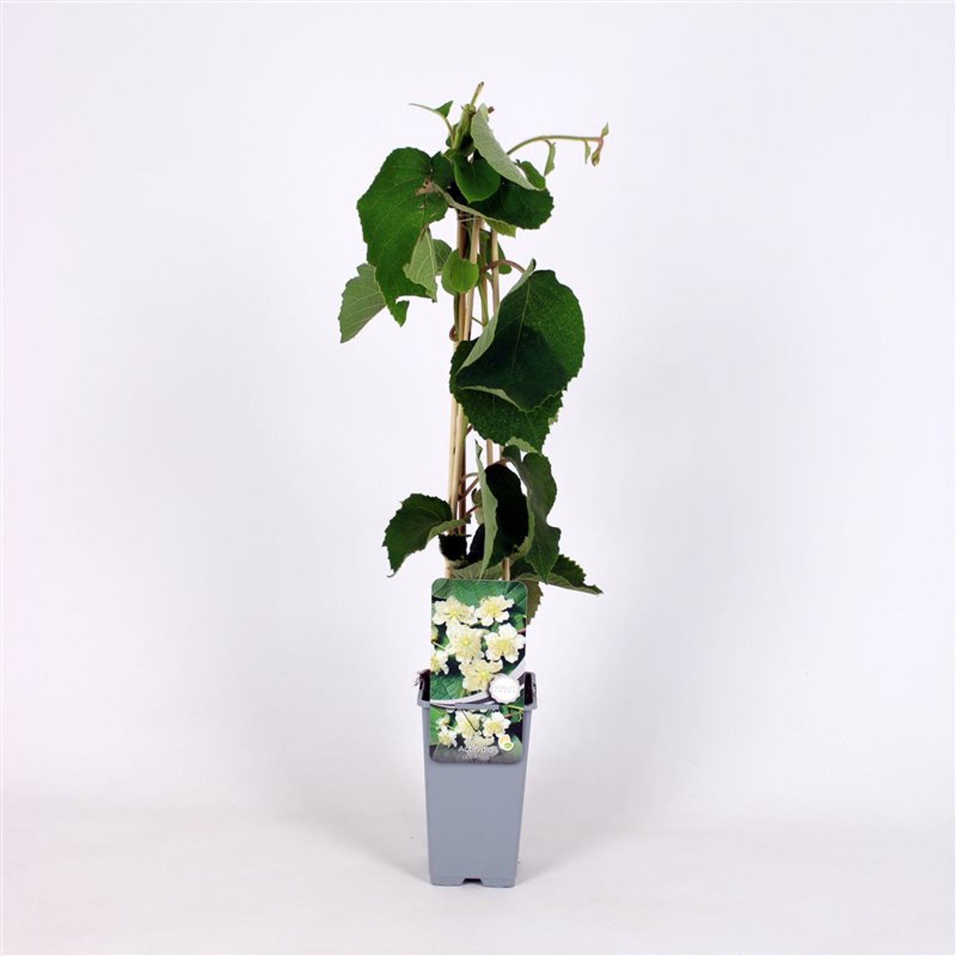 Minikiwi – Actinidia d. 'Atlas' - C2 70/+ CM