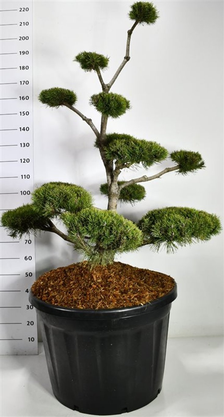 Bergtall – Pinus mugo mugo - C180 125-150 cm. Bonsai