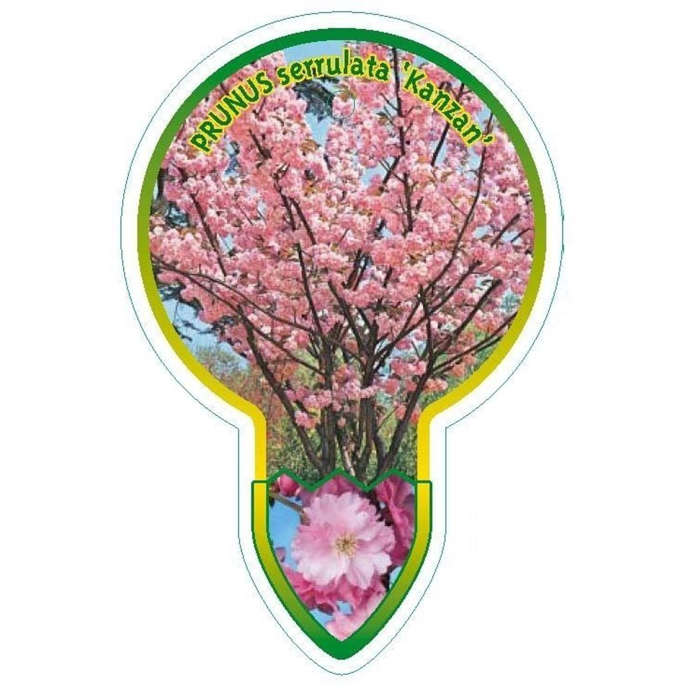 Japanskt körsbär – Prunus serrulata 'Kanzan' - 120 CM Stem C10