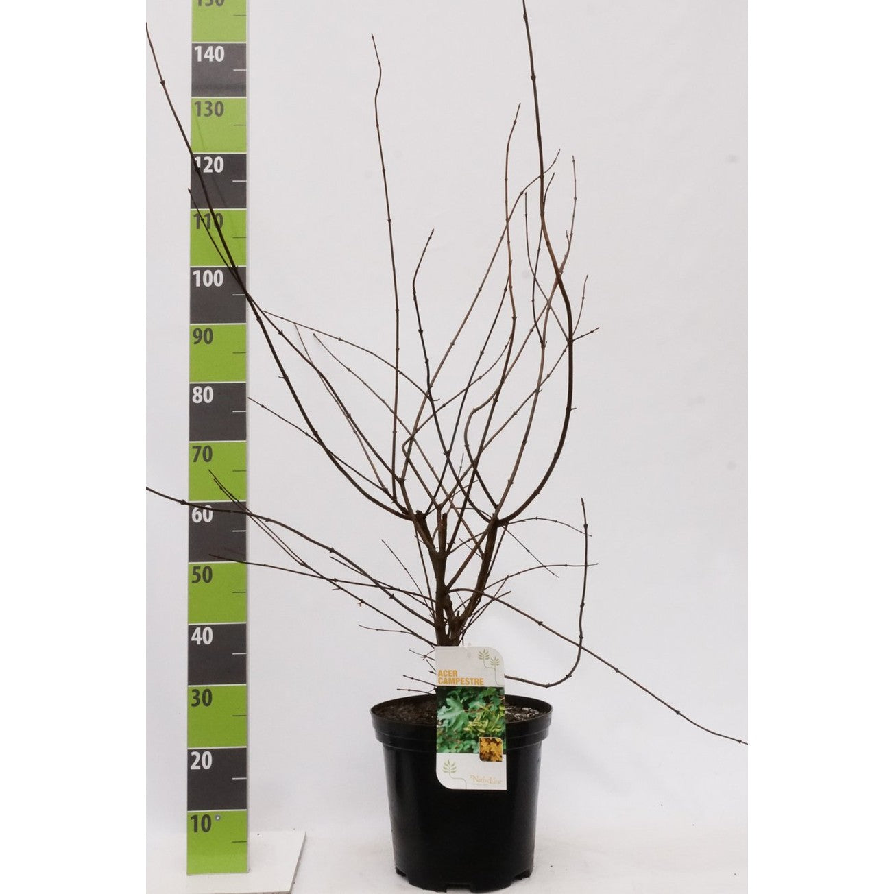 Fältlönn – Acer campestre - C7.5 80-100 CM