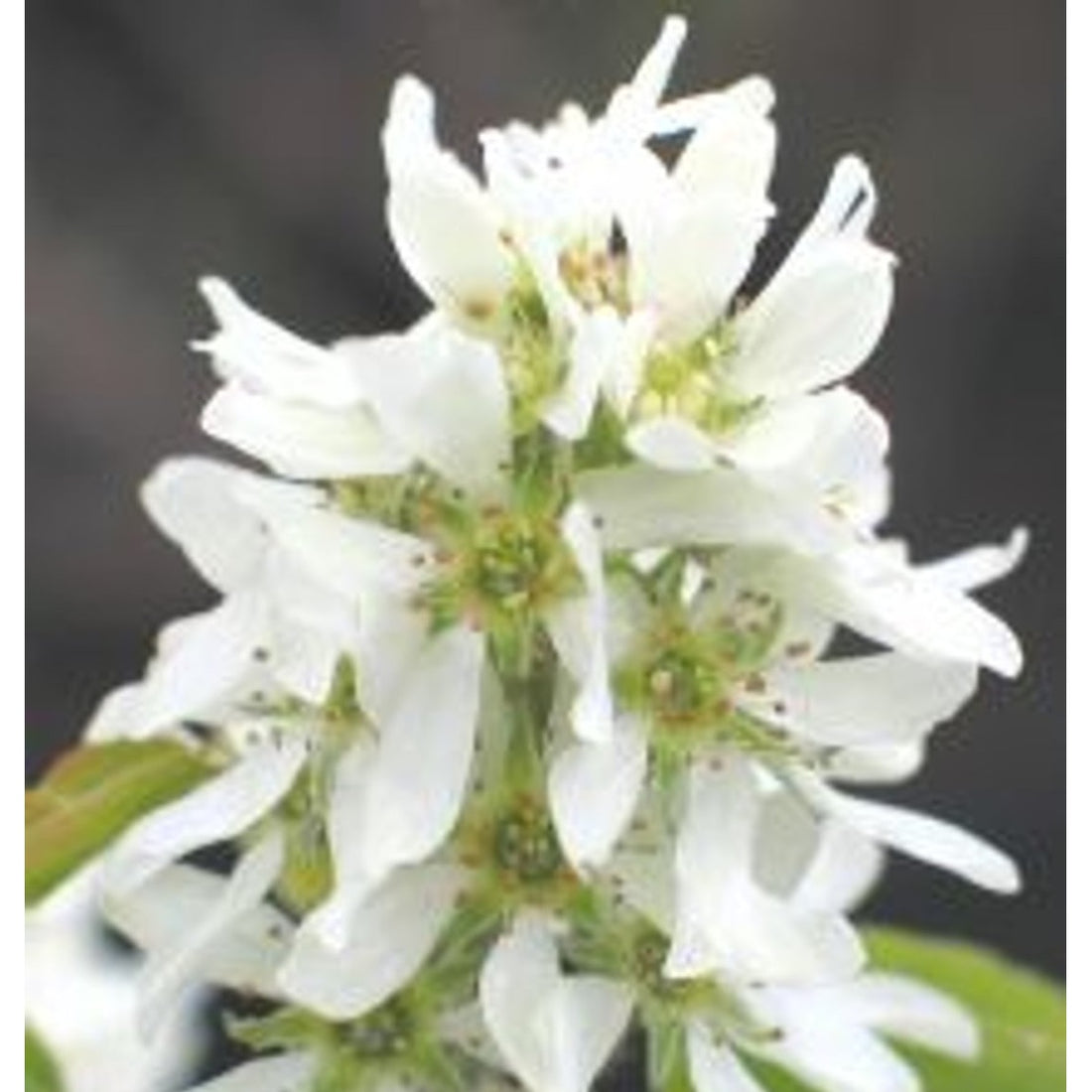 Häggmispel – Amelanchier aln. &