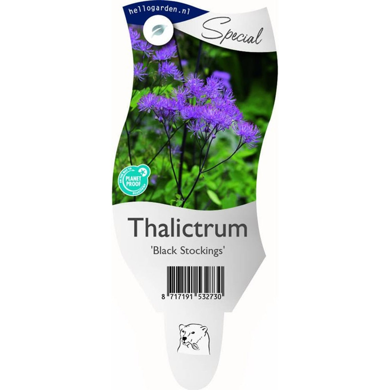 Akelejruta – Thalictrum 'Black Stockings' - P11