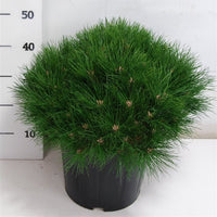 Svarttall – Pinus nigra 'Marie Bregeon' - C13 40-50 cm.